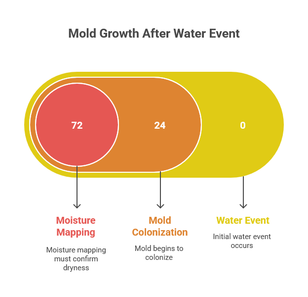 48-hour mold growth countdown after water damage in Houston